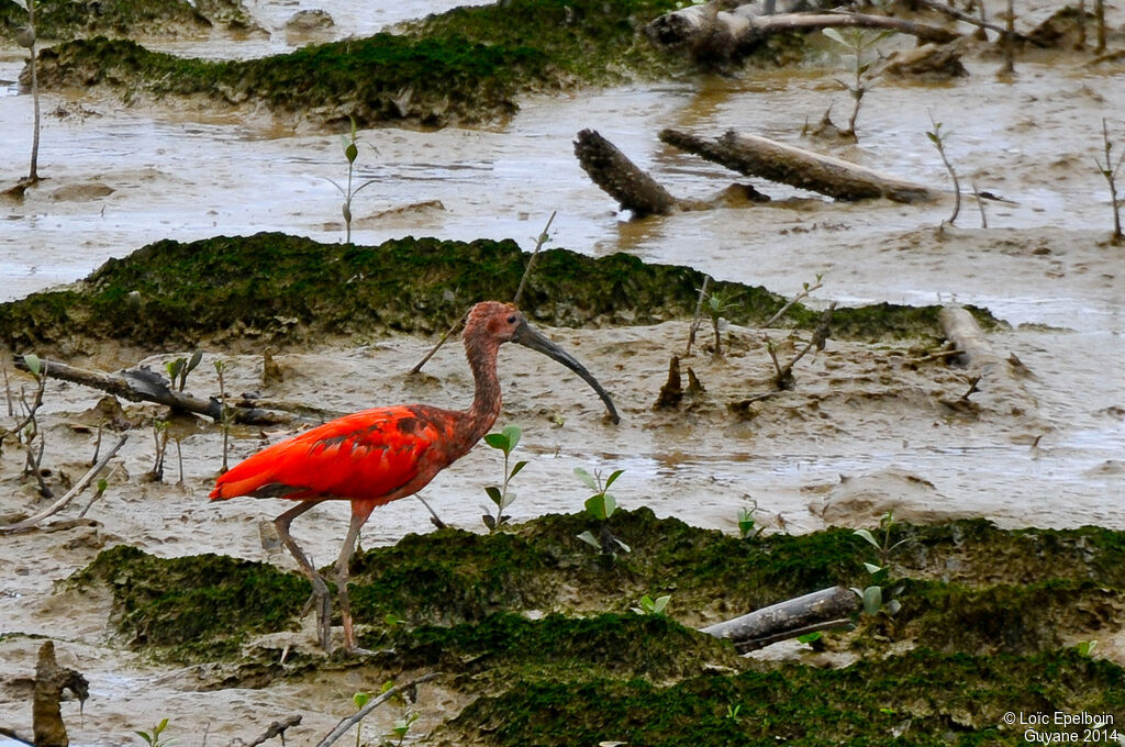 Scarlet Ibis