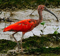 Ibis rouge