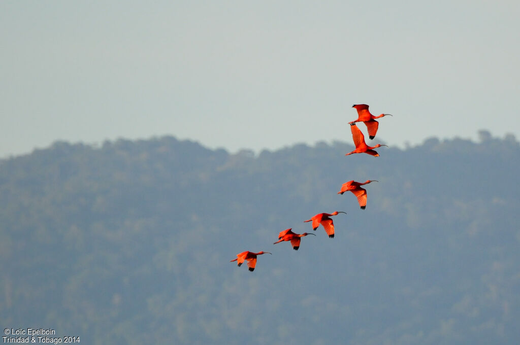 Scarlet Ibis