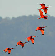 Scarlet Ibis