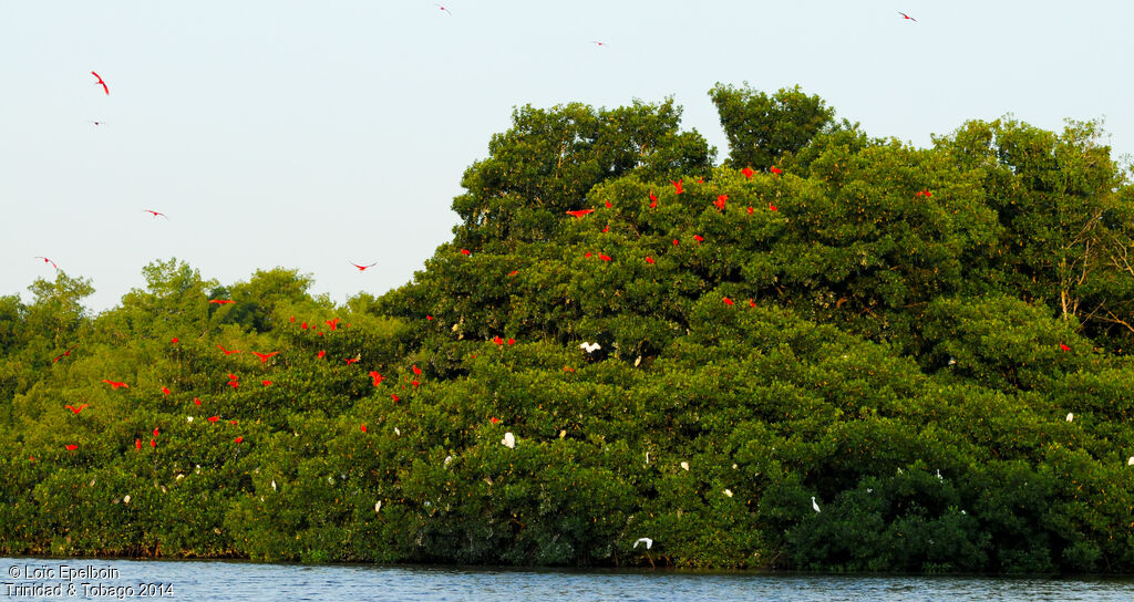 Scarlet Ibis