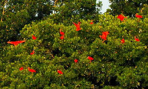 Scarlet Ibis