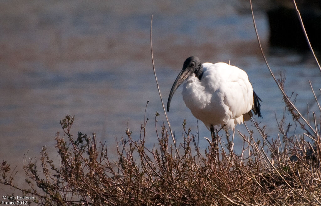 African Sacred Ibis