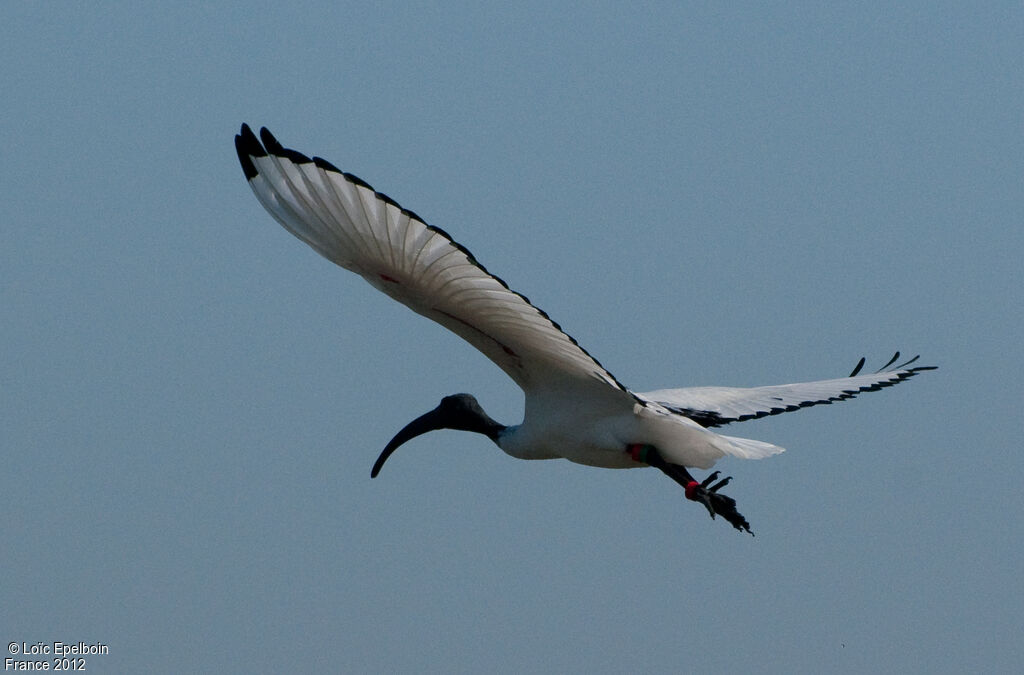 African Sacred Ibis