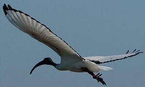 African Sacred Ibis