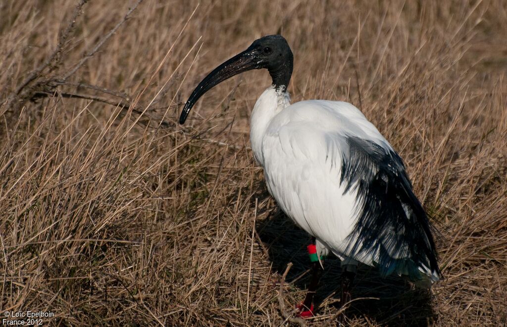 African Sacred Ibis