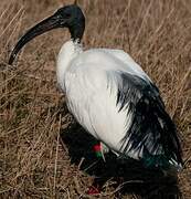 African Sacred Ibis