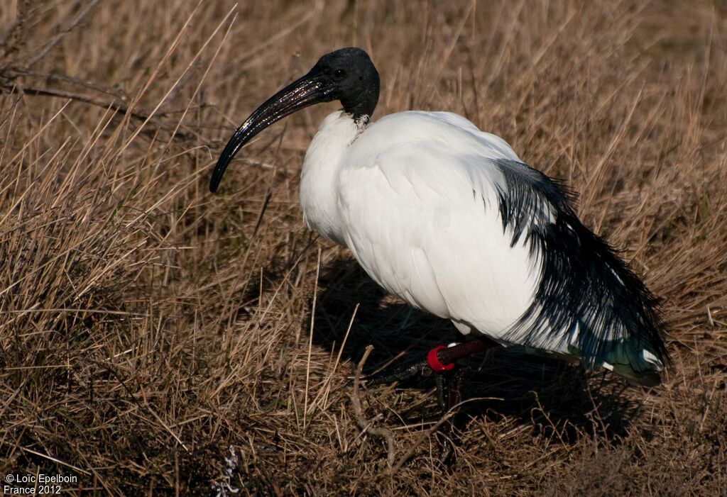 African Sacred Ibis