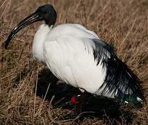 African Sacred Ibis