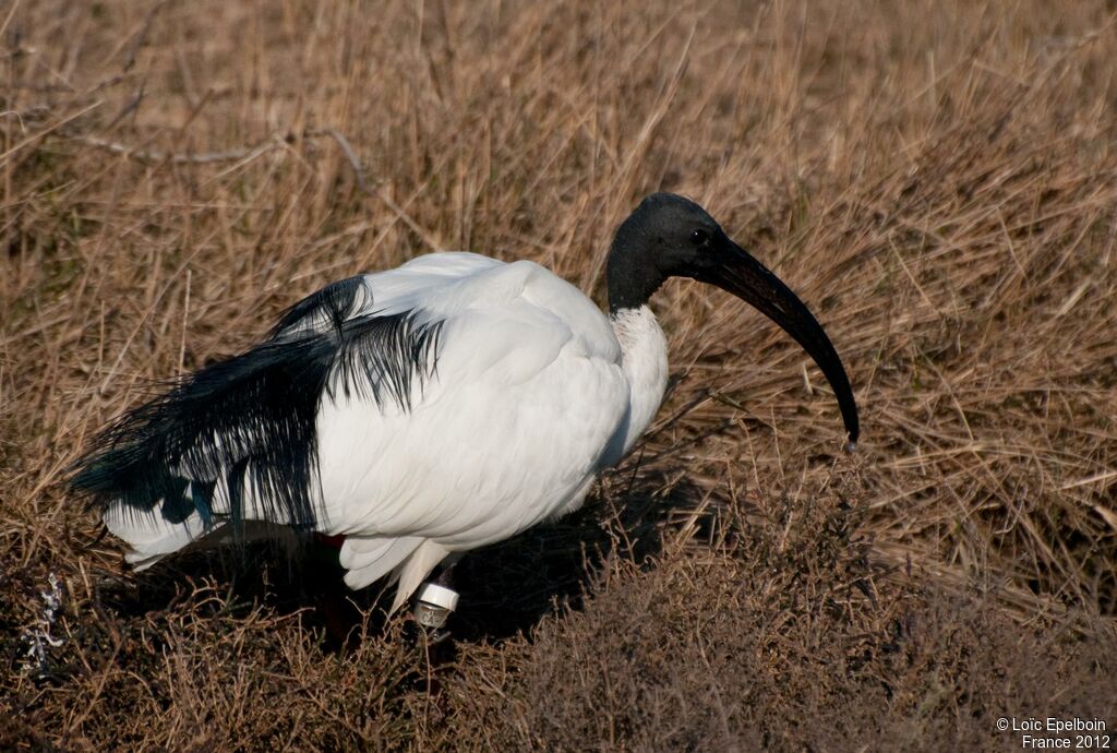 African Sacred Ibis