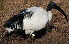 African Sacred Ibis