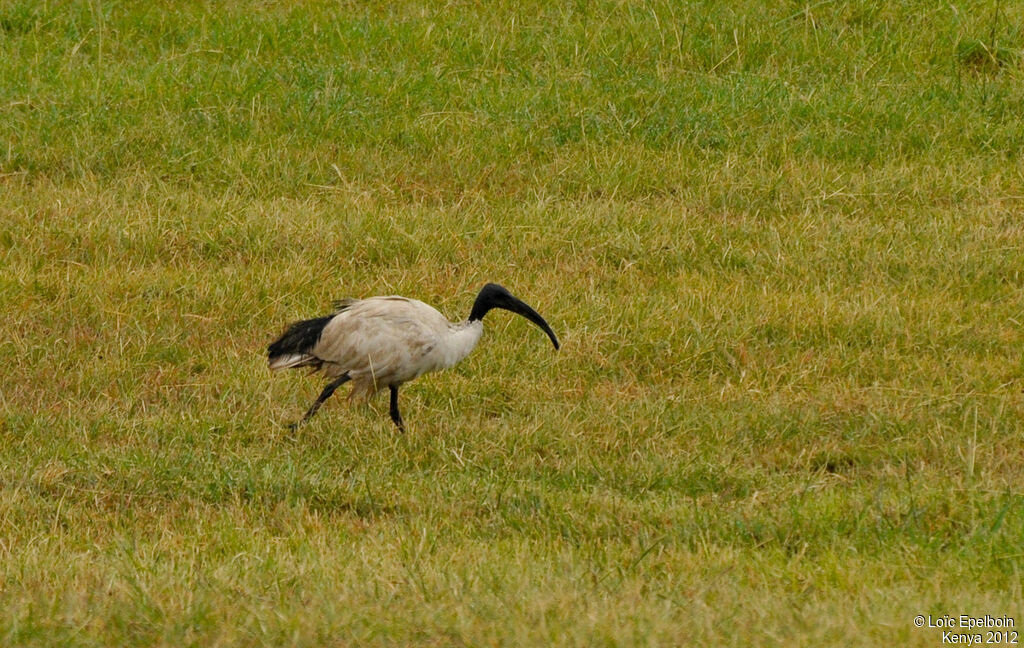 African Sacred Ibis