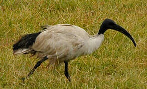 African Sacred Ibis