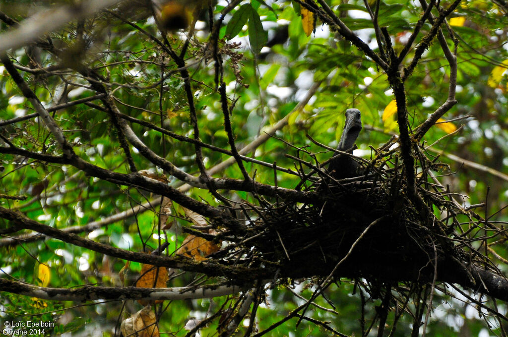 Green Ibis