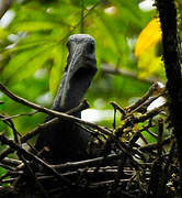 Green Ibis