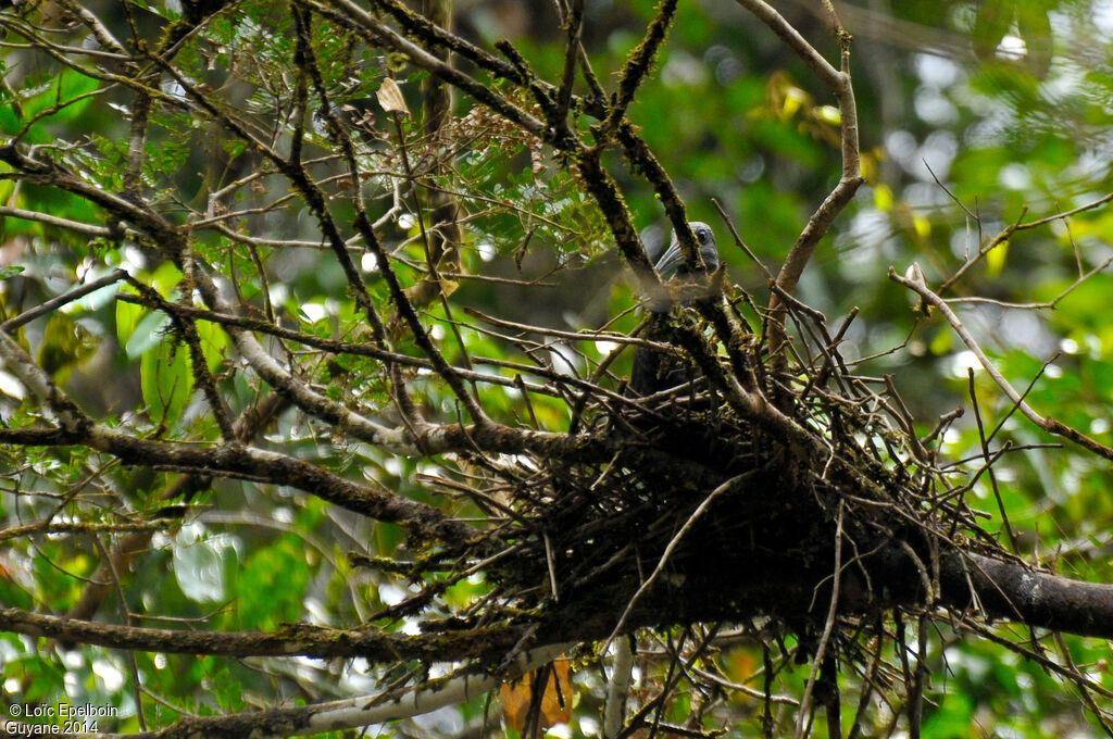 Green Ibis