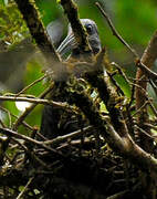 Green Ibis