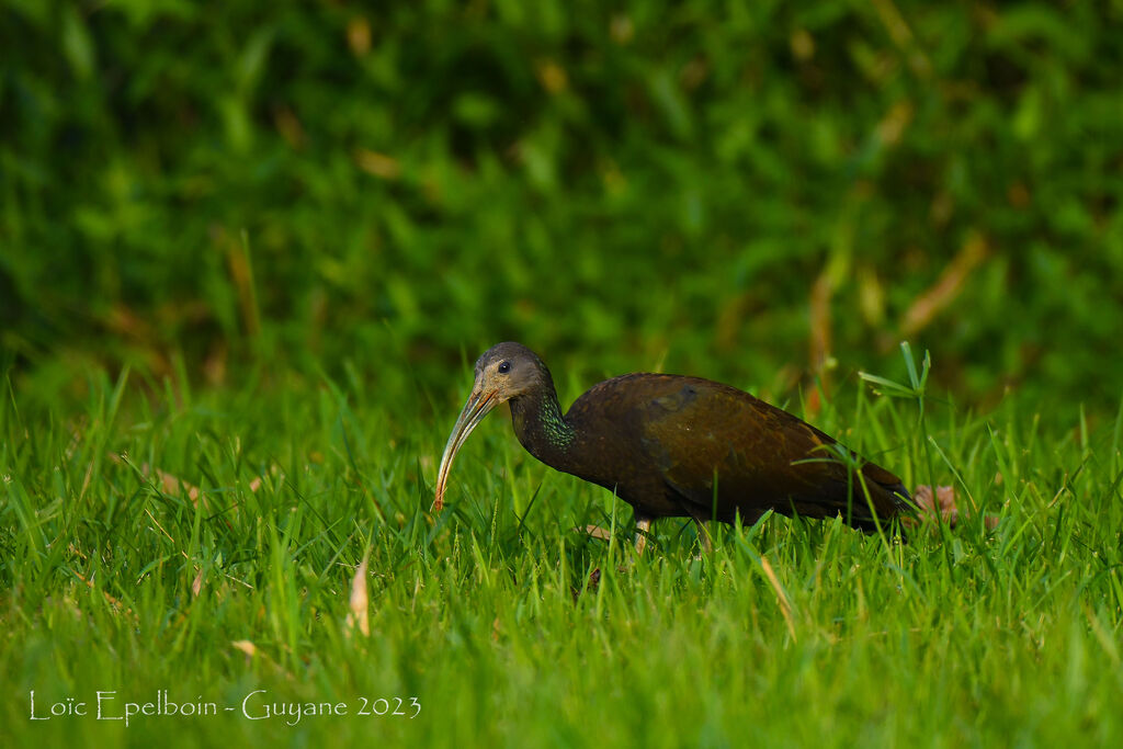 Green Ibis