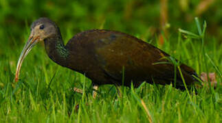 Green Ibis