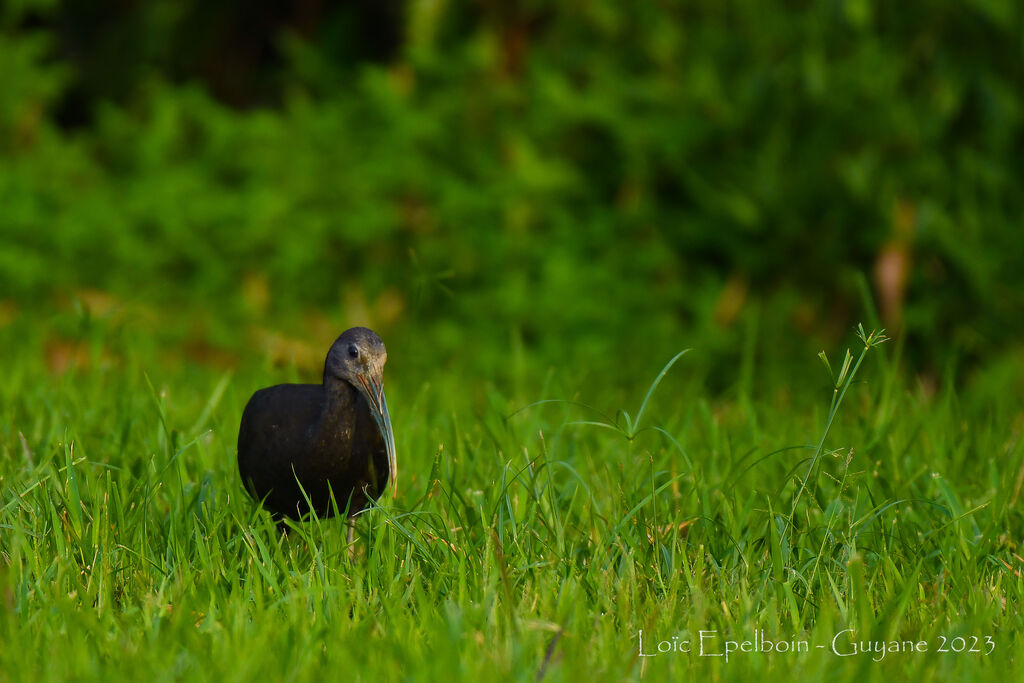 Green Ibis