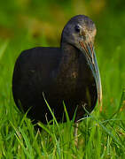 Green Ibis