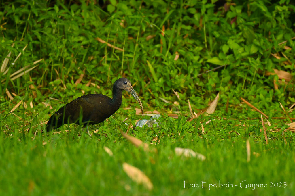 Green Ibis