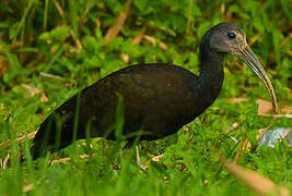 Green Ibis