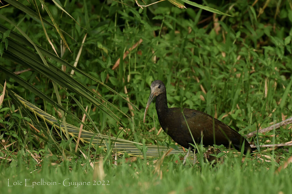 Green Ibis