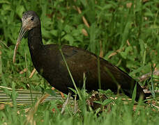 Green Ibis