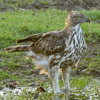 Aigle huppé