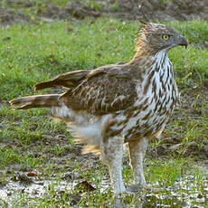 Aigle huppé