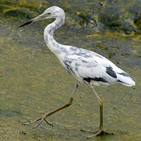 Aigrette bleue