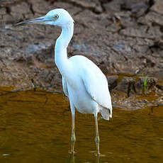 Aigrette bleue
