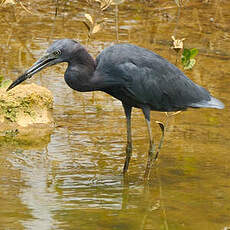 Aigrette bleue