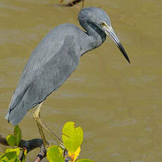 Aigrette bleue