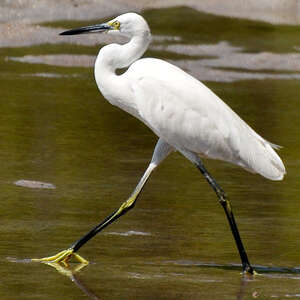 Aigrette dimorphe