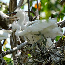 Aigrette garzette