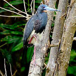 Aigrette tricolore