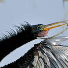 Anhinga d'Amérique