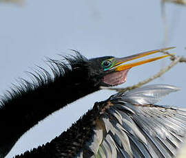 Anhinga d'Amérique