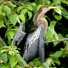 Anhinga d'Amérique