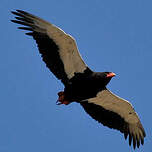 Bateleur des savanes