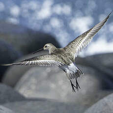 Bécasseau cocorli