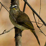 Bulbul à sourcils blancs