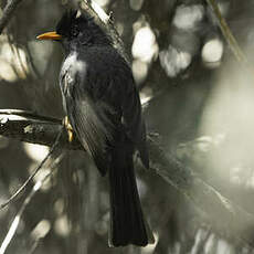 Bulbul de Bourbon