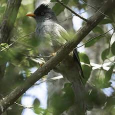 Bulbul de Bourbon