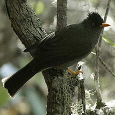 Bulbul de Bourbon