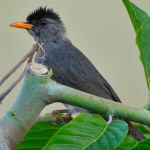 Bulbul de Madagascar