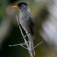Bulbul de Madagascar