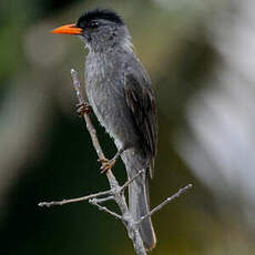 Bulbul de Madagascar